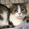 adoptable Cat in , DC named Cece