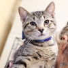 adoptable Cat in , DC named Lil Justina