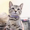 adoptable Cat in Washington, DC named Lil Robby