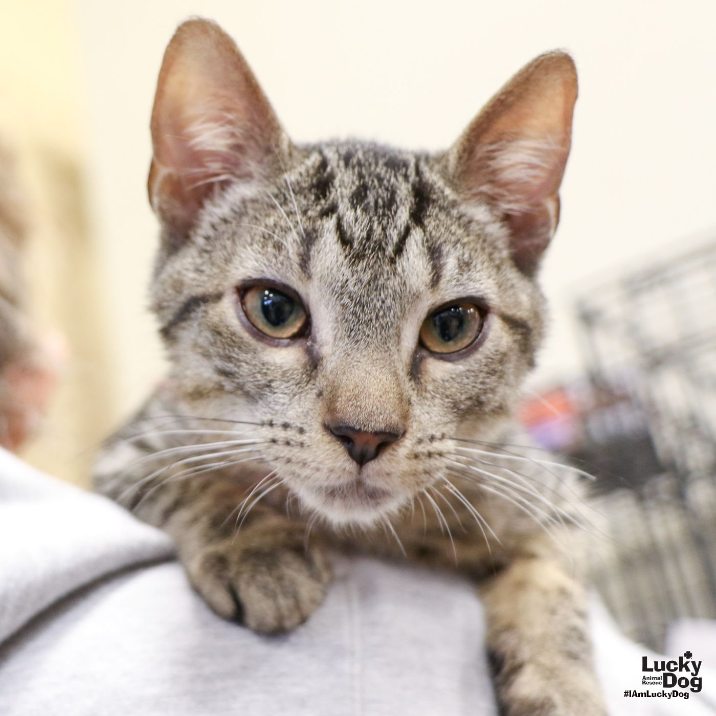 adoptable Cat in Washington, DC named Lil Coby