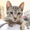 adoptable Cat in , DC named Lil Coby