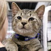 adoptable Cat in , DC named Lil Tonto