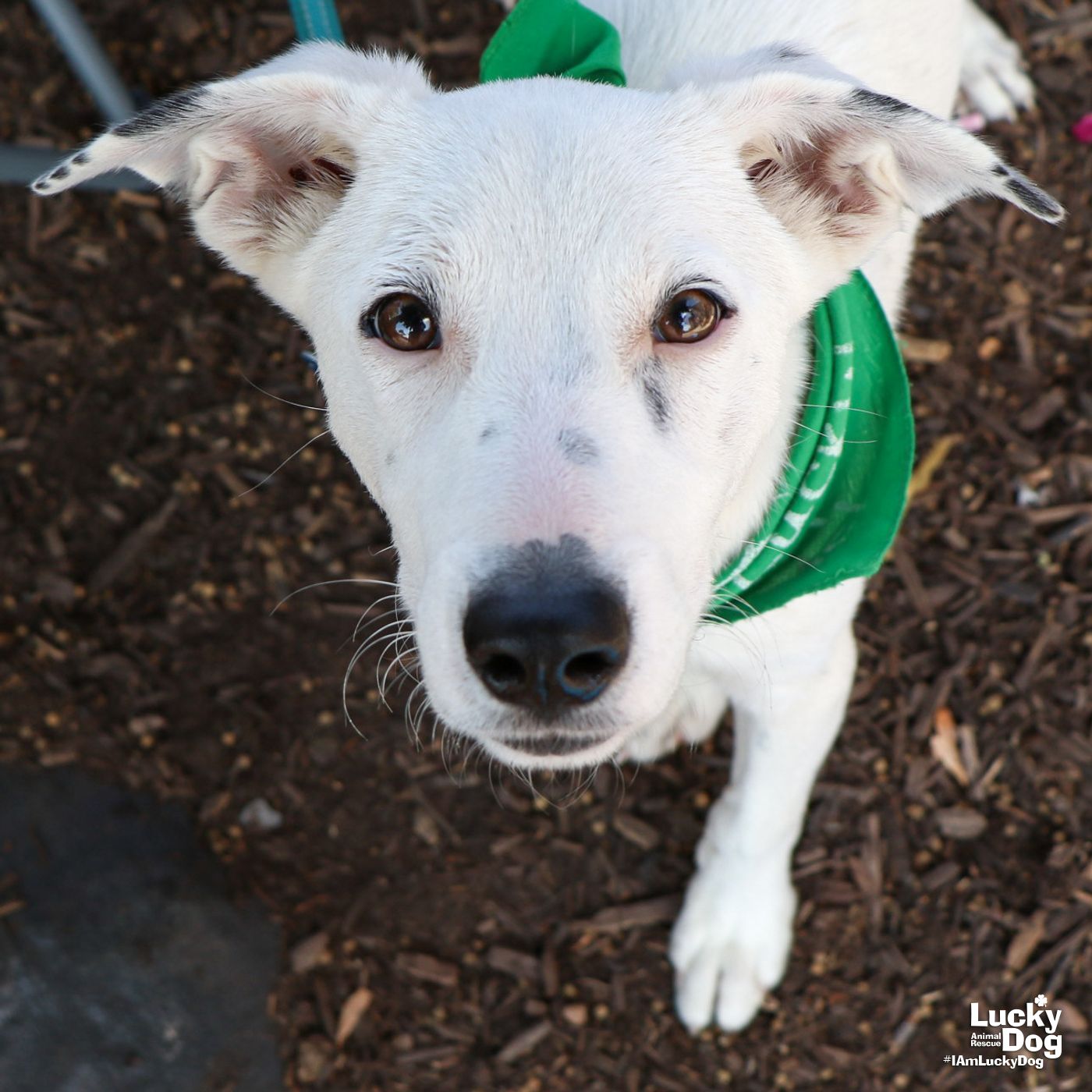 adoptable Dog in Washington, DC named Jasper