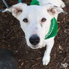 adoptable Dog in , DC named Jasper