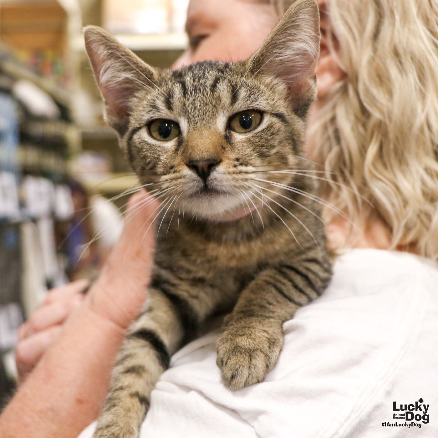 adoptable Cat in Washington, DC named Miss Raz