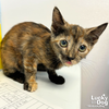 adoptable Cat in , DC named Delaware