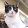 adoptable Cat in , DC named Moo