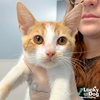 adoptable Cat in , DC named Katniss