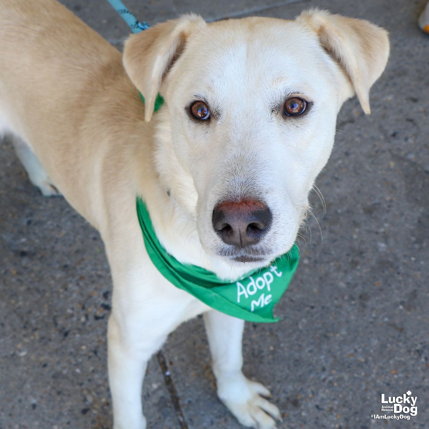 adoptable Dog in Washington, DC named Hodor