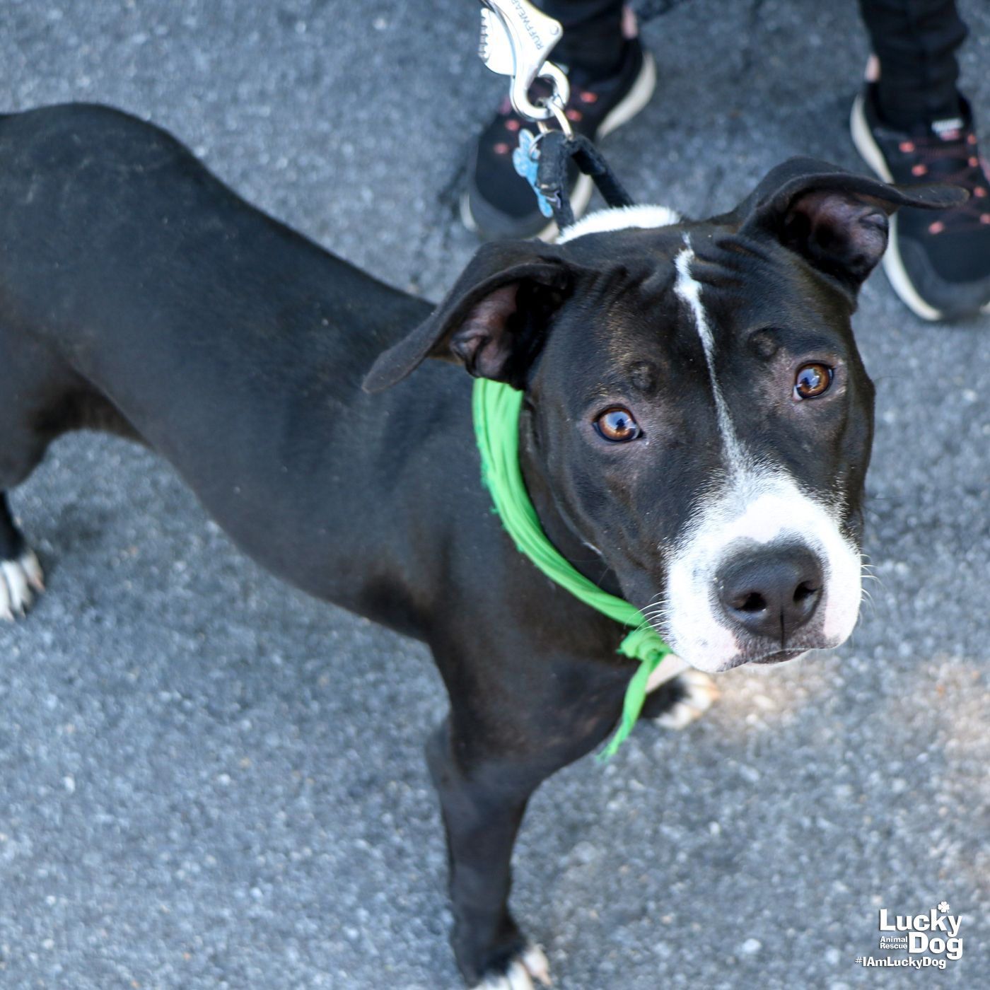 adoptable Dog in Washington, DC named Irish