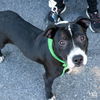 adoptable Dog in Washington, DC named Irish