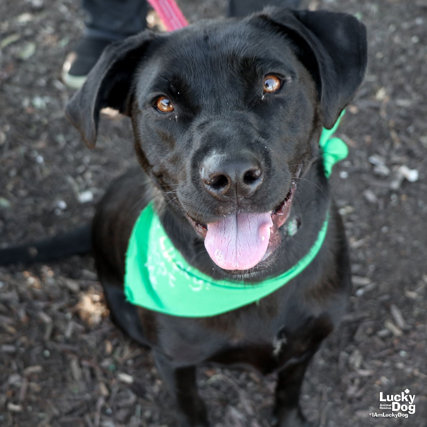 adoptable Dog in Washington, DC named Lady