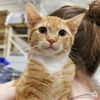 adoptable Cat in , DC named Sunny D