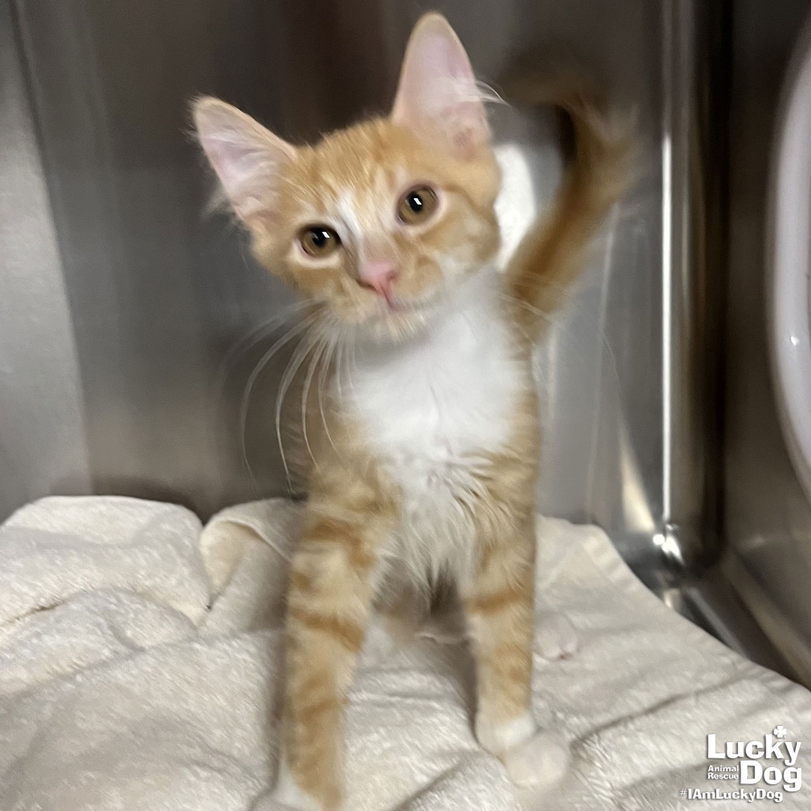 adoptable Cat in Washington, DC named Silly Eddard