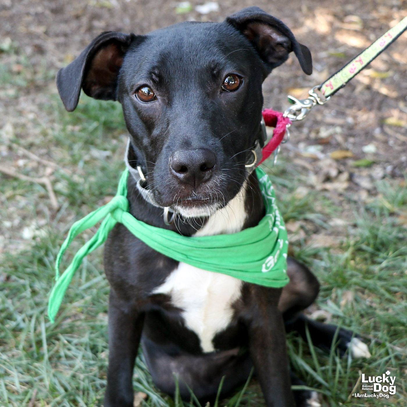 adoptable Dog in Washington, DC named Amari