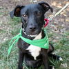 adoptable Dog in , DC named Amari