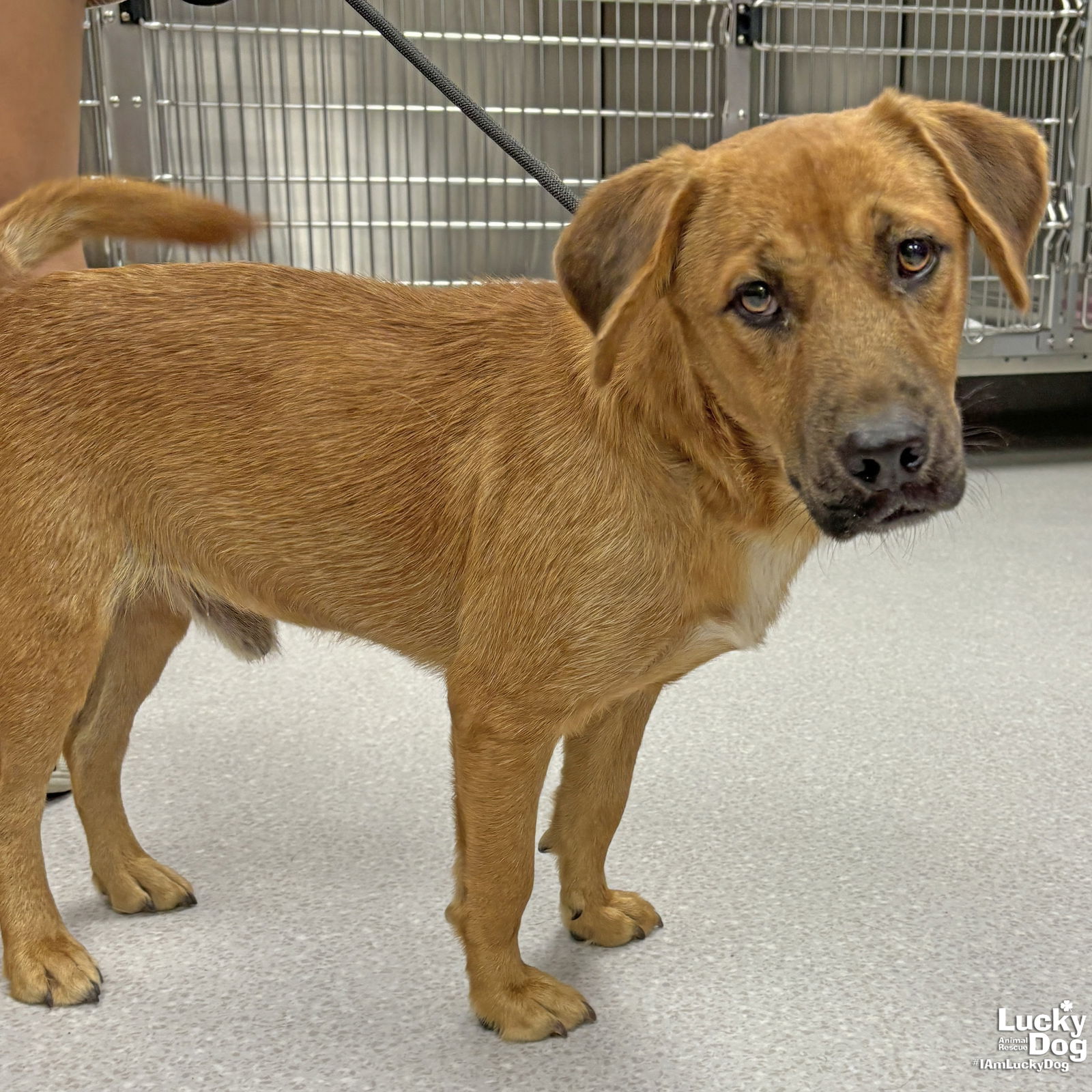 adoptable Dog in Washington, DC named Tony Montana