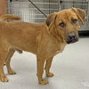 adoptable Dog in  named Tony Montana