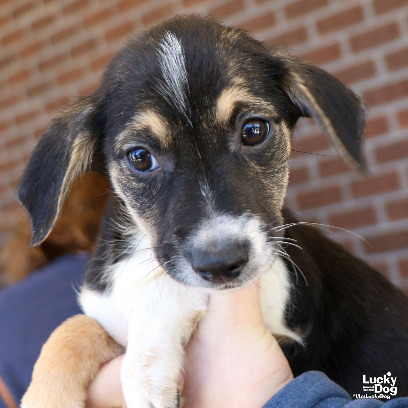 adoptable Dog in Washington, DC named Marley