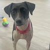 adoptable Dog in , DC named Ally