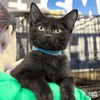 adoptable Cat in Washington, DC named Coconut