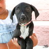 adoptable Dog in , DC named Regina