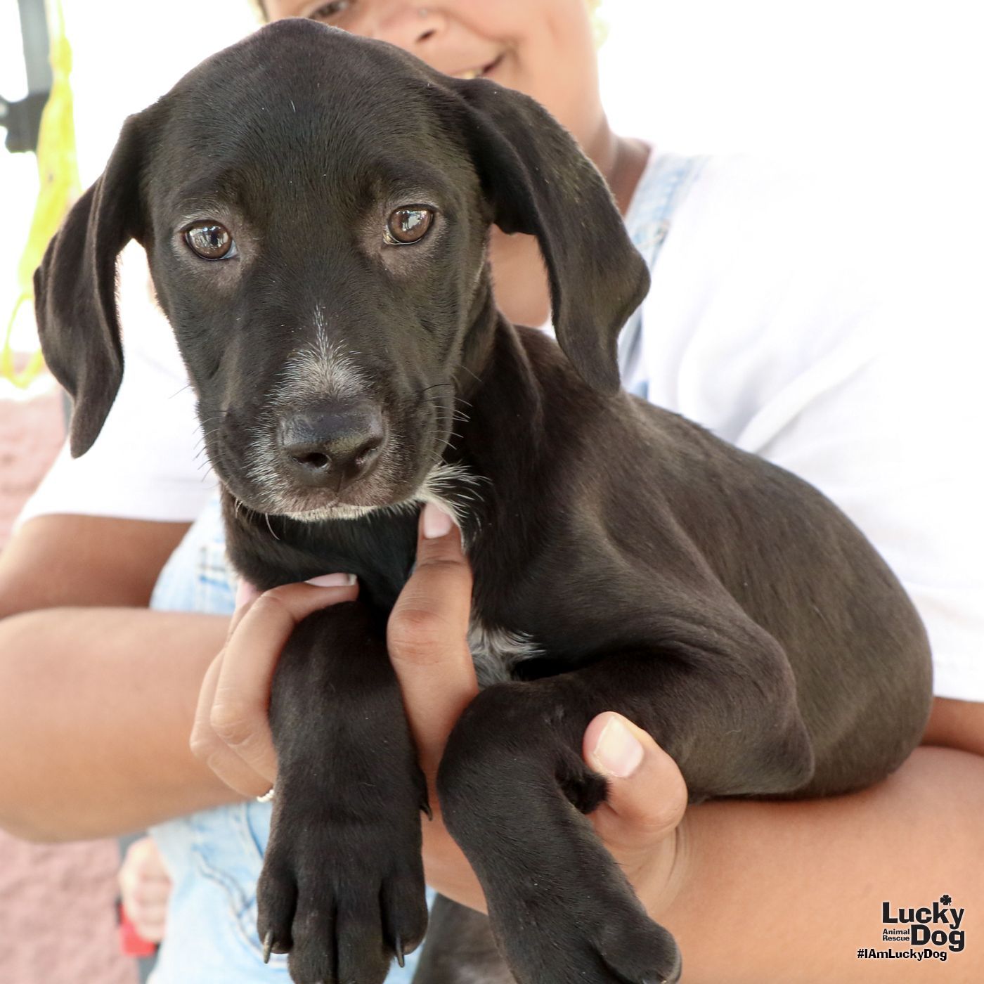 adoptable Dog in Washington, DC named Reese