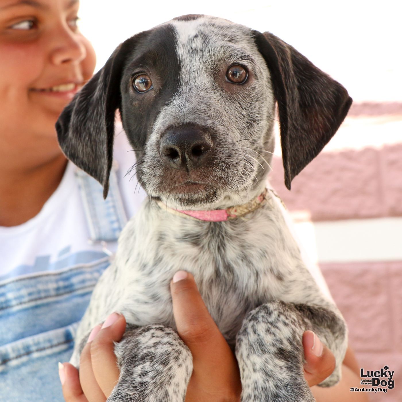 adoptable Dog in Washington, DC named Rudy