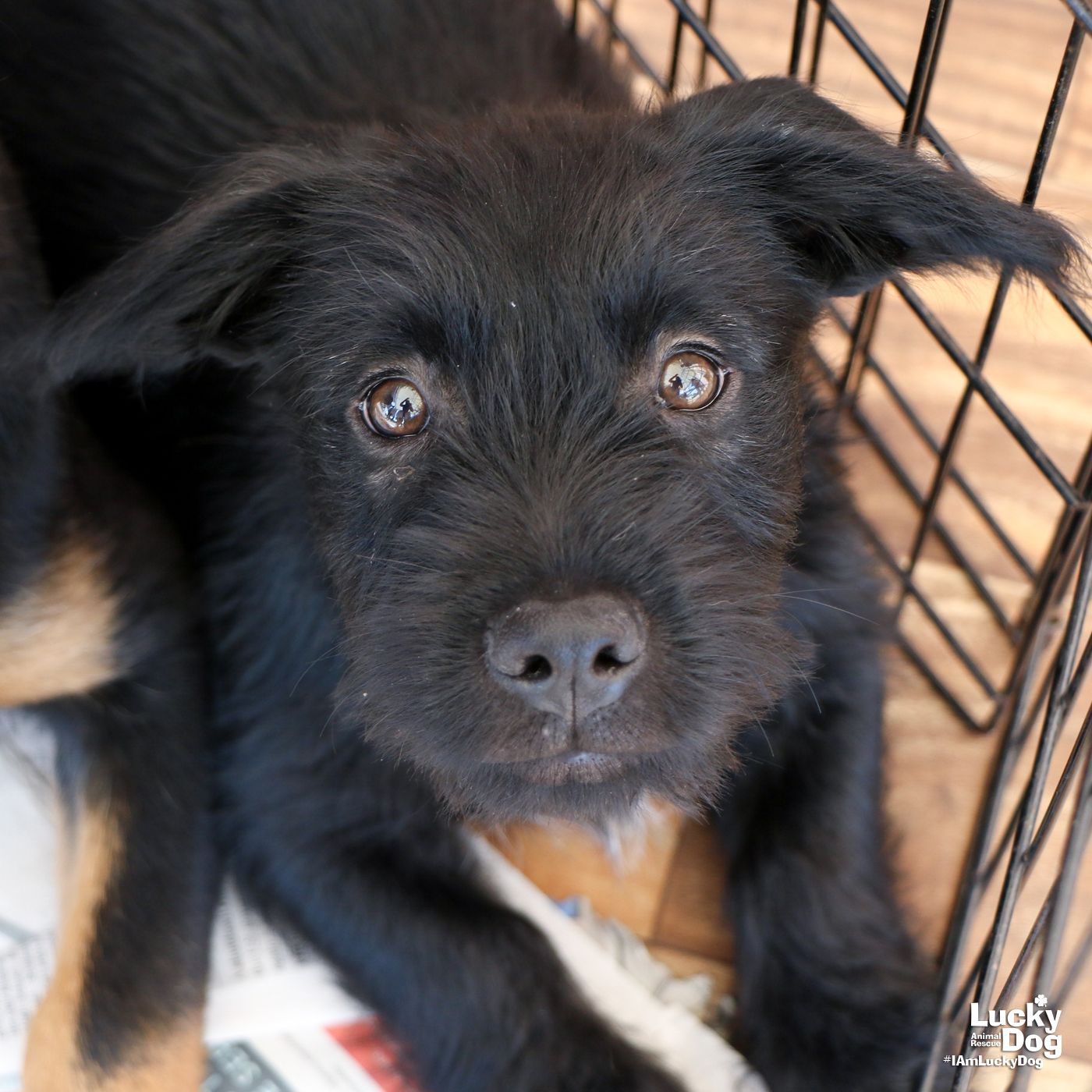 adoptable Dog in Washington, DC named Brax