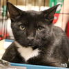 adoptable Cat in , DC named Tim