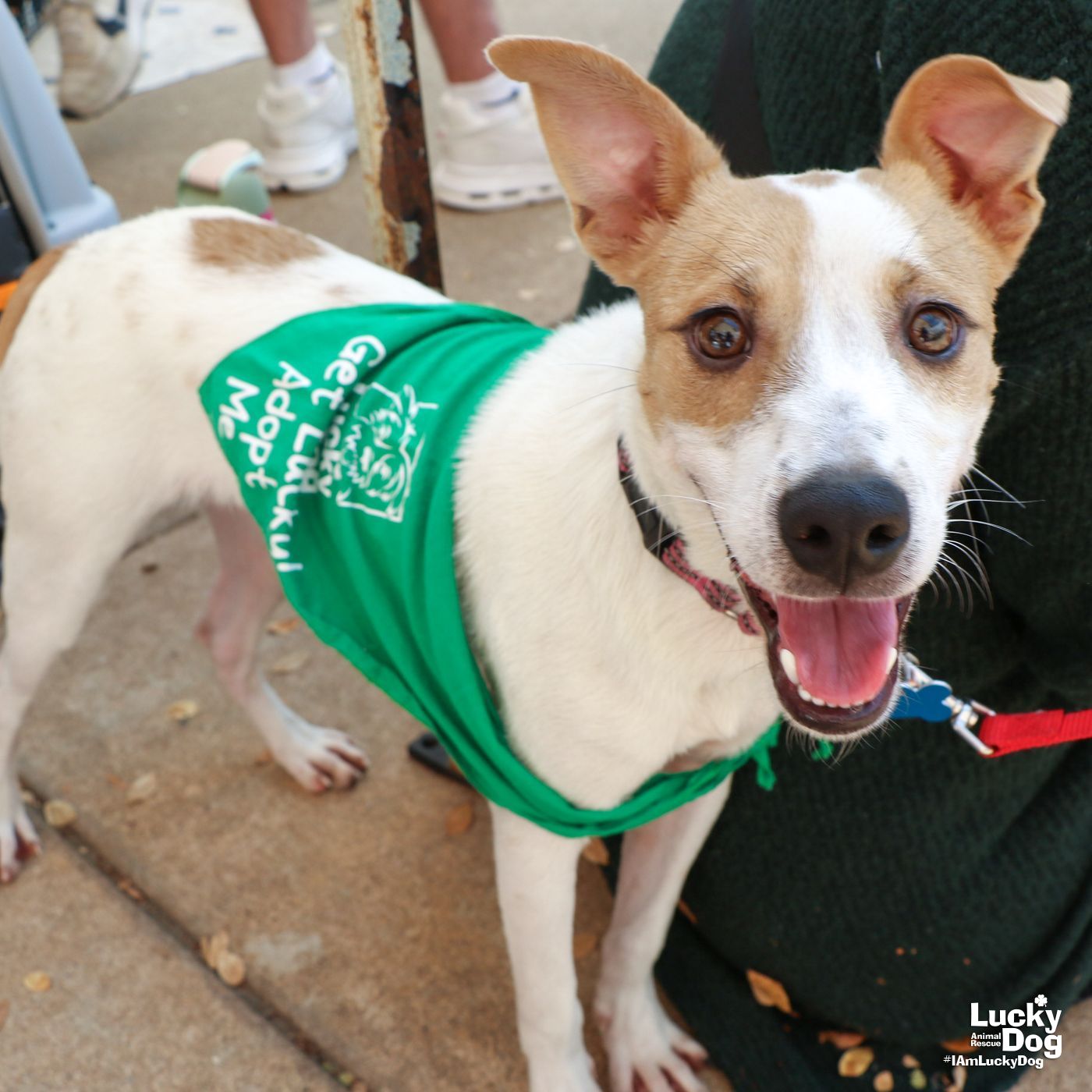 adoptable Dog in Washington, DC named Nerf