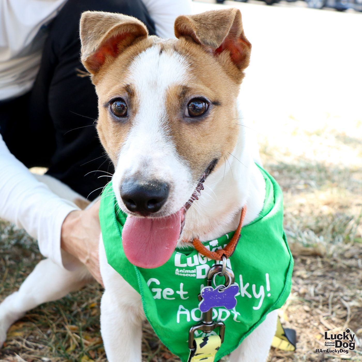 adoptable Dog in Washington, DC named Olympic