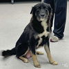 adoptable Dog in , DC named Sigrid