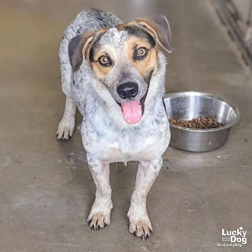 adoptable Dog in Washington, DC named Orlando