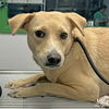 adoptable Dog in  named Waylan