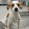 adoptable Dog in , DC named Cantaloupe