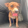 adoptable Dog in , DC named Amiga