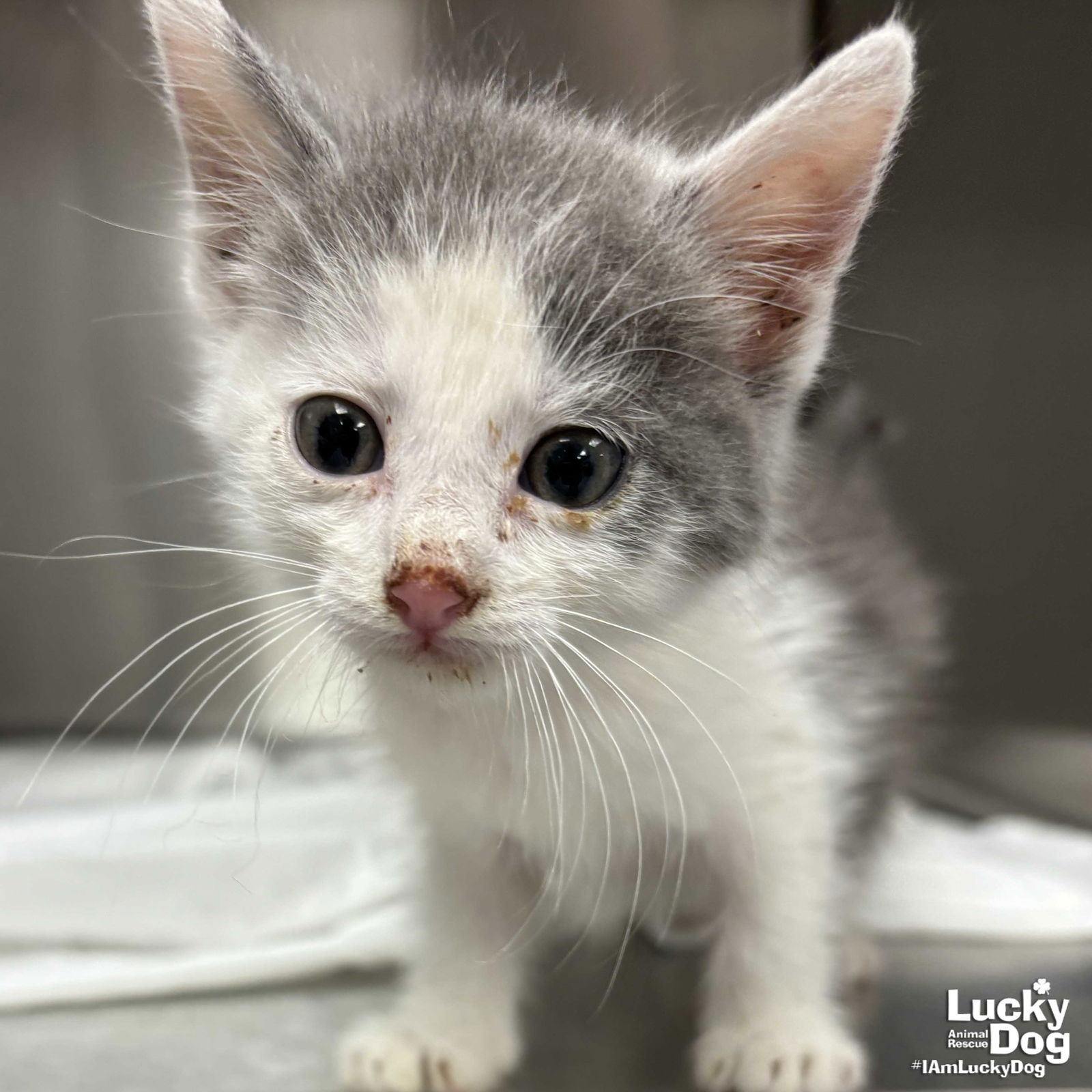 adoptable Cat in Washington, DC named Stewart