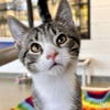 adoptable Cat in Washington, DC named Probiotic