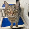 adoptable Cat in , DC named Rex