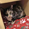 adoptable Cat in , DC named Karmen