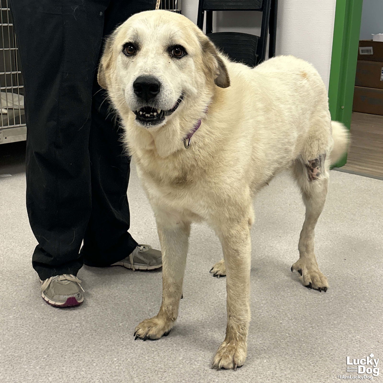 adoptable Dog in Washington, DC named Calypso