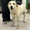 adoptable Dog in , DC named Calypso