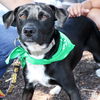 adoptable Dog in Washington, DC named Blacky Bebe