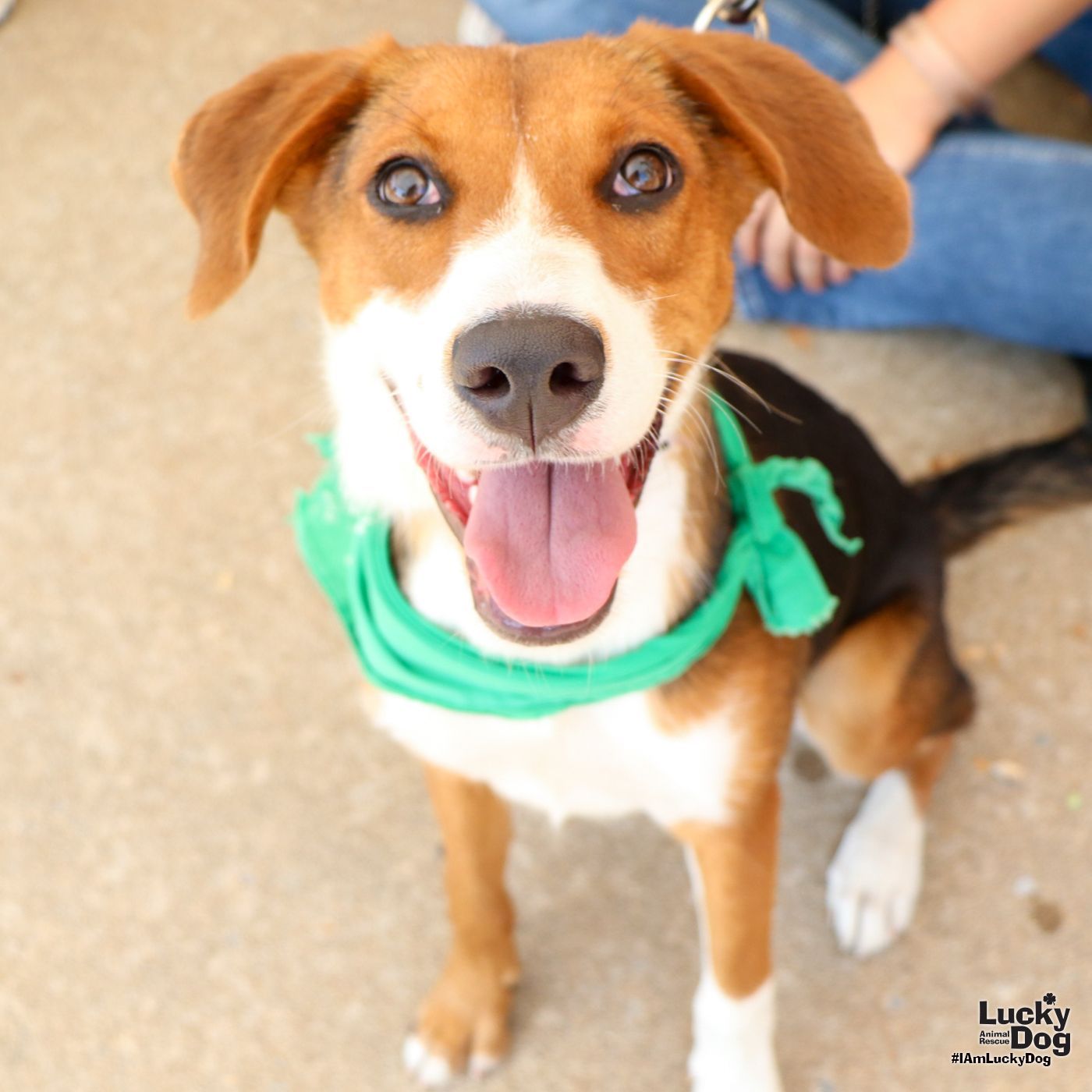 adoptable Dog in Washington, DC named Smores