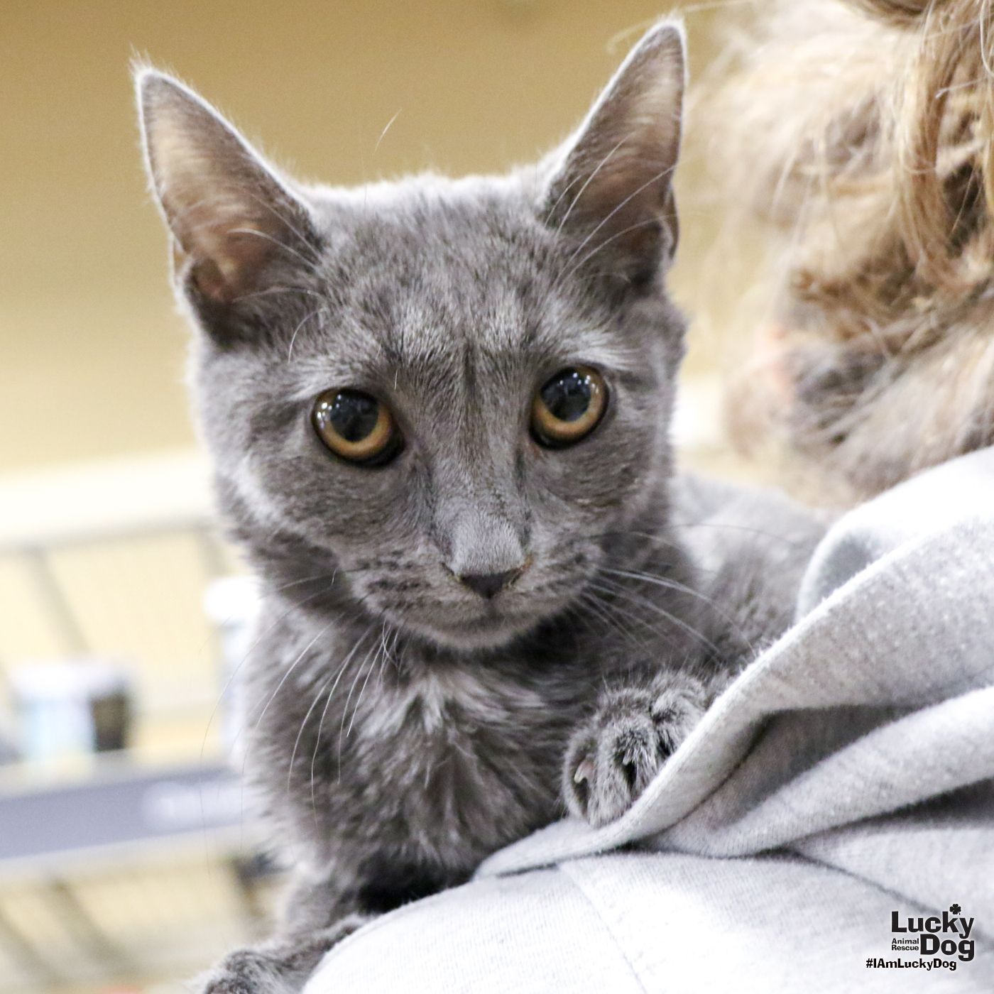 adoptable Cat in Washington, DC named Sprite