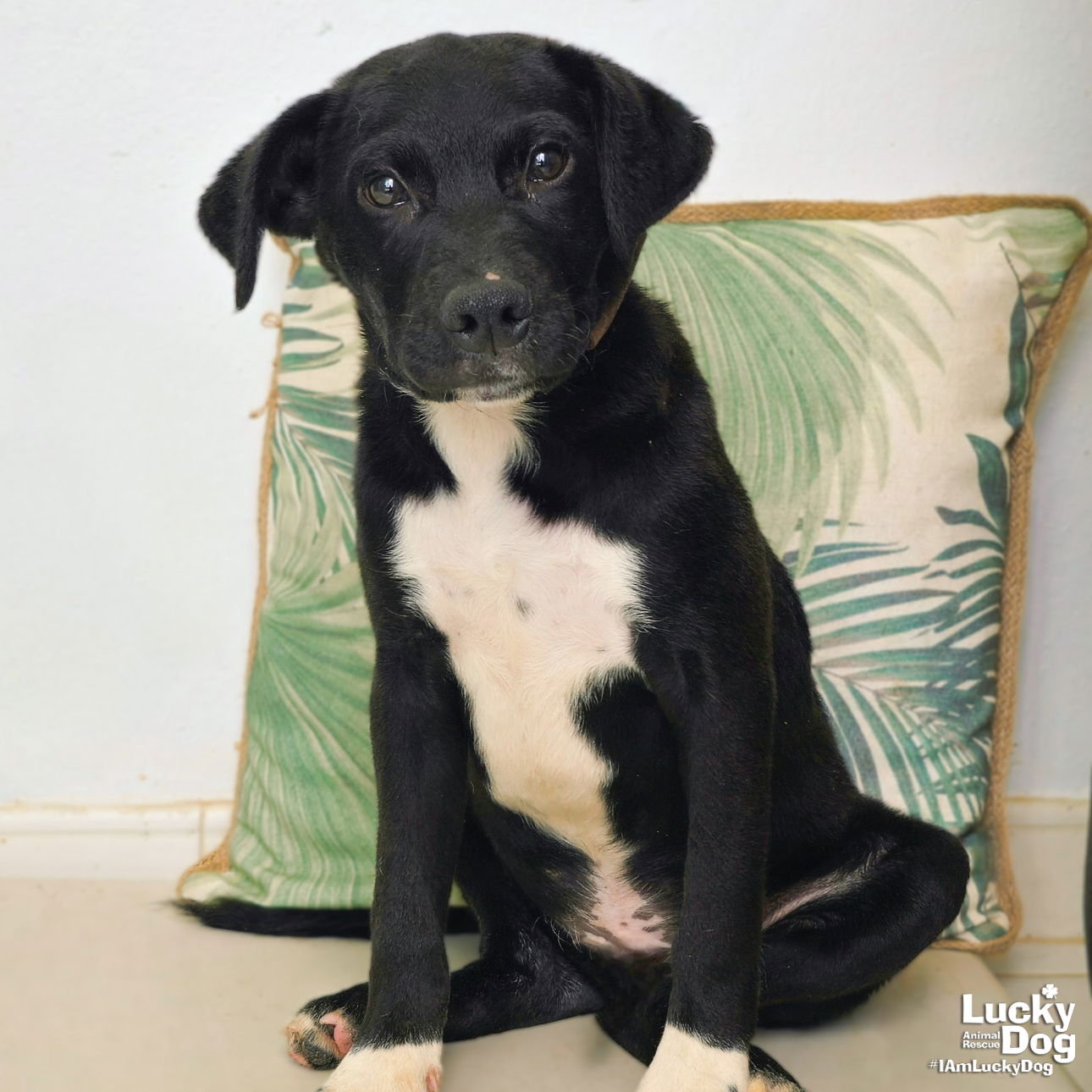 adoptable Dog in Washington, DC named Blackie