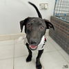 adoptable Dog in  named Simon