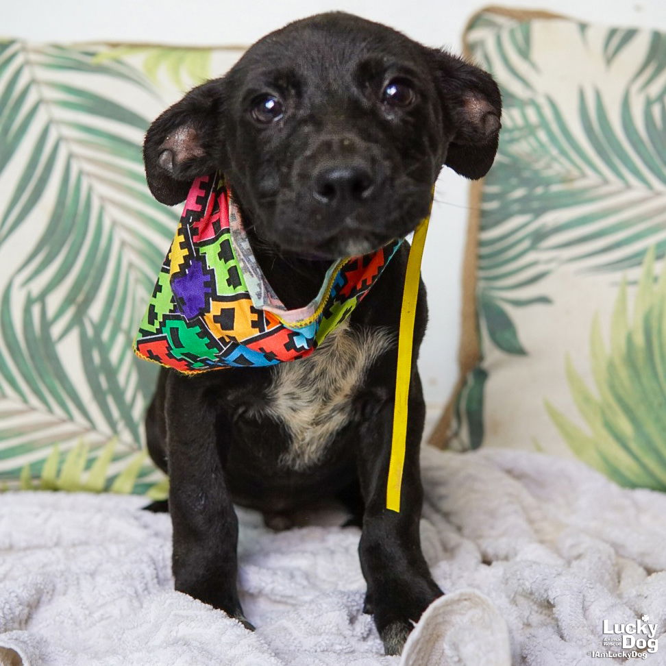 adoptable Dog in Washington, DC named Molusco