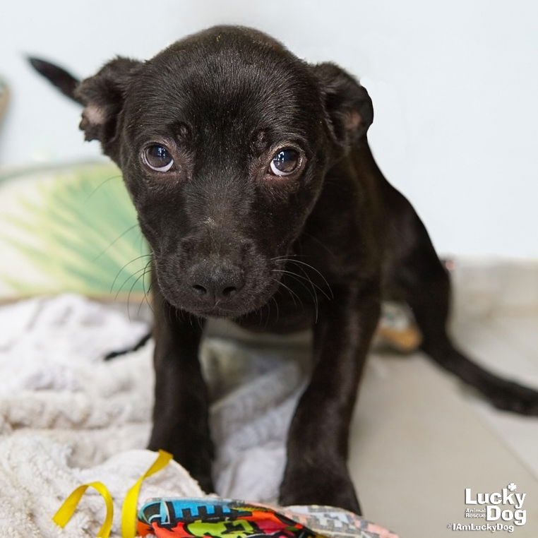 adoptable Dog in Washington, DC named Morgana